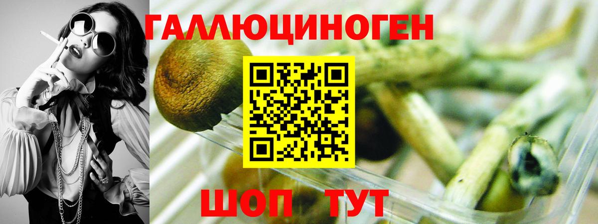 Псилоцибиновые грибы MAGIC MUSHROOMS  Псилоцибиновые грибы GOLDEN TEACHER  цены   Волгодонск  Вход с VPN 